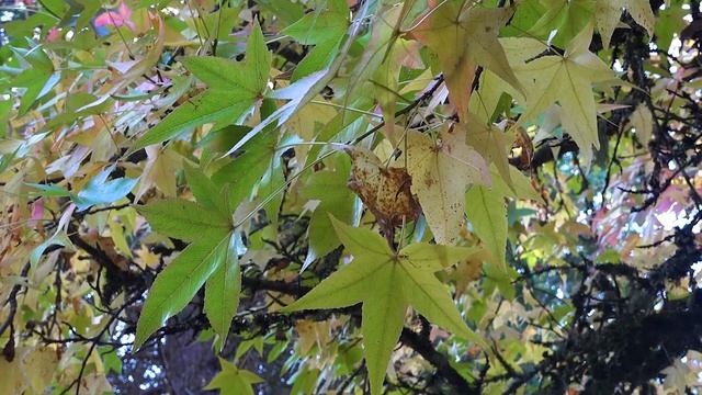 Liquidambar styraciflua (sweetgum), Hamamelidaceae (Altingiaceae) смотреть онлайн