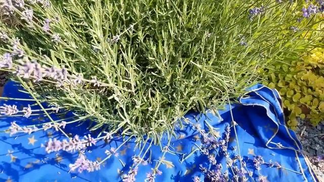 ЛАВАНДА.ЛУЧШИЙ способ размножения 100% результат!#размножениелаванды#лаванда#уходзалавандой#цветник смотреть онлайн