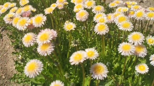 Цветение РОЗОВОГО ОДУВАНЧИКА! смотреть онлайн