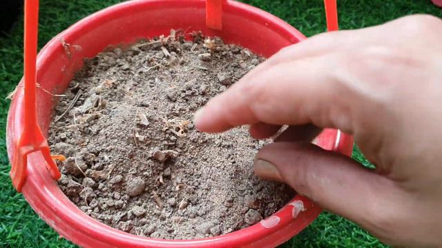 कटिंग लगाए फ्री में पौधे बनाए|Tangle heart plant care & how to grow cuttings смотреть онлайн