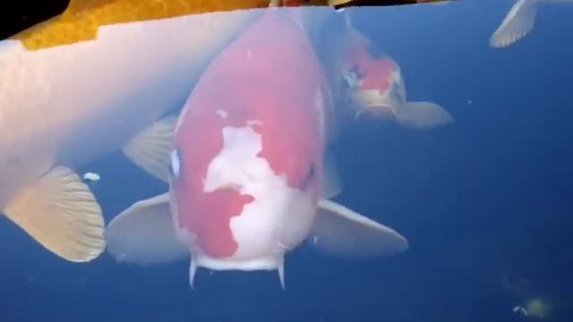 Koi Fish смотреть онлайн