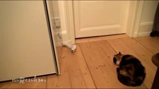 Кот ужасы прикол смешно угар котик носок до слез ржака смотреть онлайн