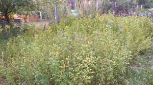 Донник от посева до цветения.