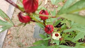Гибискус сабдариффа или суданская роза. Hibiscus sabdariffa.