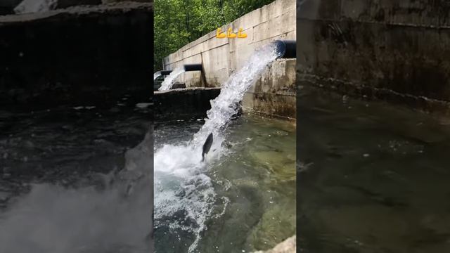 Прыгающие рыбы смотреть онлайн