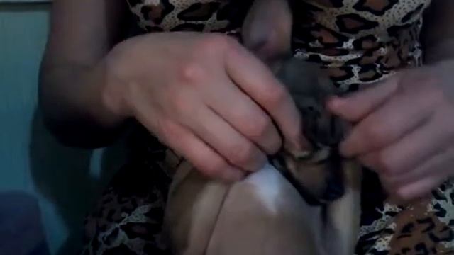 Спящая собака!!!! смотреть онлайн