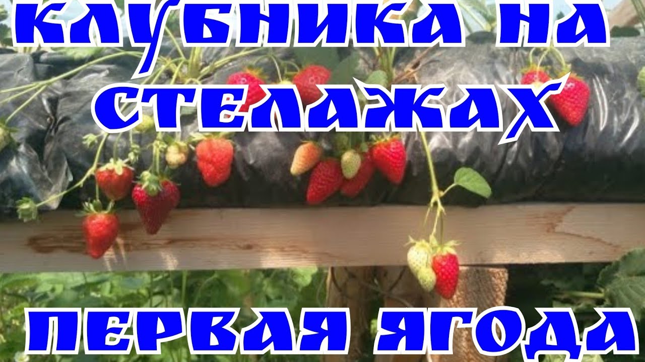 Клубника малообъемка Первые ягоды смотреть онлайн