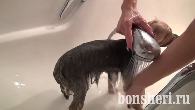 Купание йоркширского терьера, как правильно мыть Йорка смотреть онлайн