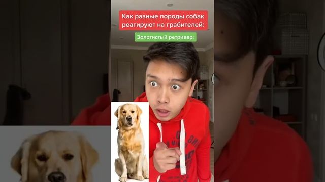Как Разные Породы Собак реагируют на Грабителей ! смотреть онлайн