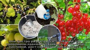 Как правильно и чем подкормить смородину после сбора урожая в июле