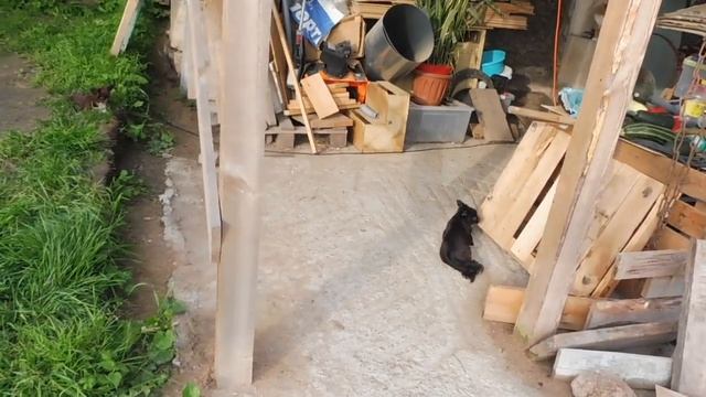 ДЕНЬ КОТА 08/08 ПОЗДРАВЛЯЕМ кошек / ПЕРЕЕХАЛИ городские в ДЕРЕВНЮ - ЖИЗНЬ в #деревне ПЛЮСЫ и МИНУСЫ смотреть онлайн