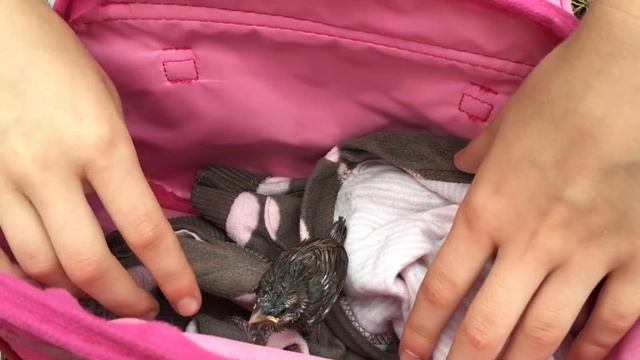 VLOG Нашли птенчика воробья смотреть онлайн