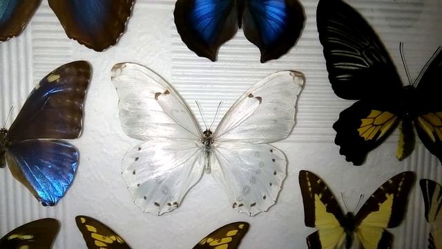 Жизнь Бабочек. Мифы и реальность. смотреть онлайн