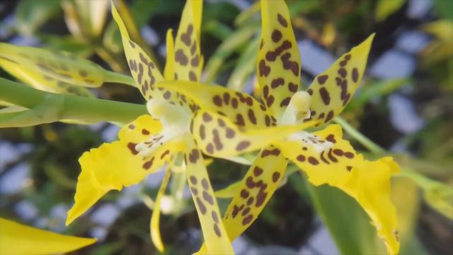 ONCIDIUM Tzeng WEN SPOT BY DR.L.JOSE смотреть онлайн