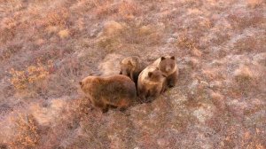Медведица с медвежатами. Год спустя.