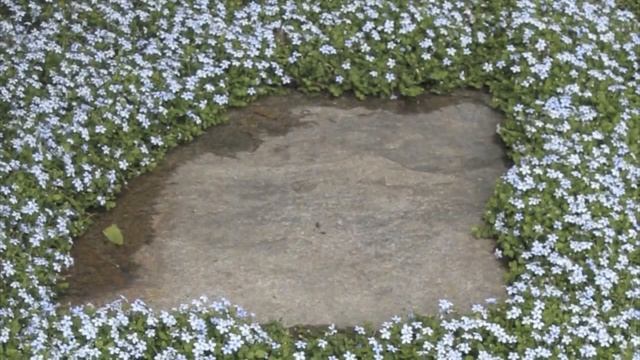 Isotoma Fluviatilis O Pratia Peduncolata: Tra Le Erbacee Perenni Tappezzanti