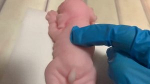 Как правильно провакцинировать сквиши собачку?