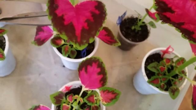 КОЛЕУС. ВЕСЕННЕЕ ЧЕРЕНКОВАНИЕ. COLEUS
