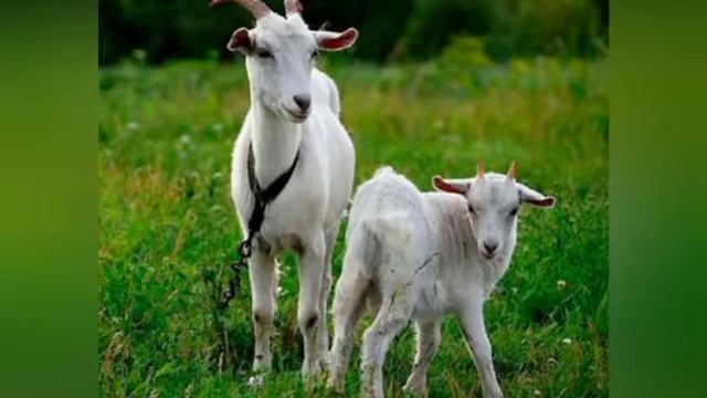 Распространенные породы коз! Самые удойные козы! Какие это козы?