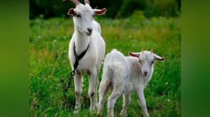 Распространенные породы коз! Самые удойные козы! Какие это козы?