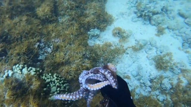 How to Hunt and Catch Tako Fast!!! // Spearfishing Hawaii 2020 смотреть онлайн