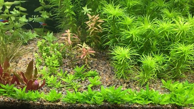 Почему появляется нитчатка в аквариуме и как с ней бороться. Тонина манаус.