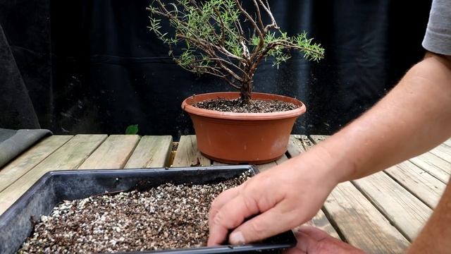 Trimming a Rosemary and Potting My Baobab Seedlings, The Bonsai Zone, July 2021 смотреть онлайн