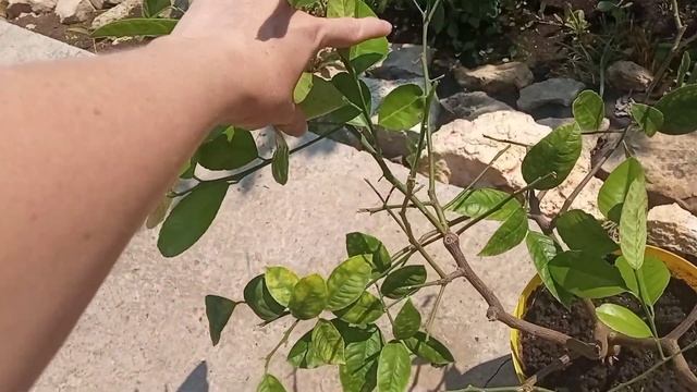 Болезнь лимона Мейра "жирные пятна" и паутинный клещ. Как спасти лимон. Пятна на листьях цитрусовых смотреть онлайн