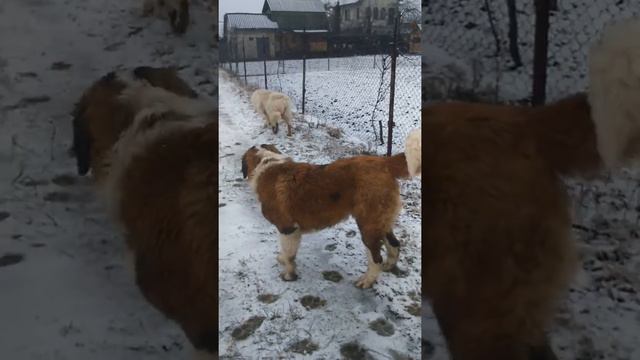 Сенбернари Давид,Жан Клод,Пінка,Дарка смотреть онлайн