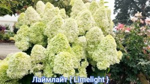 Метельчатые гортензии  Сорта более устойчивые к жаре