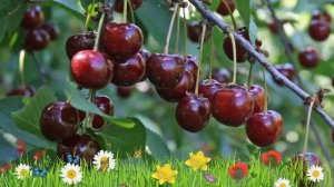 Вишня обыкновенная Шоколадница ? Обзор: посадка и уход. саженцы, крупномеры: описание и особенности