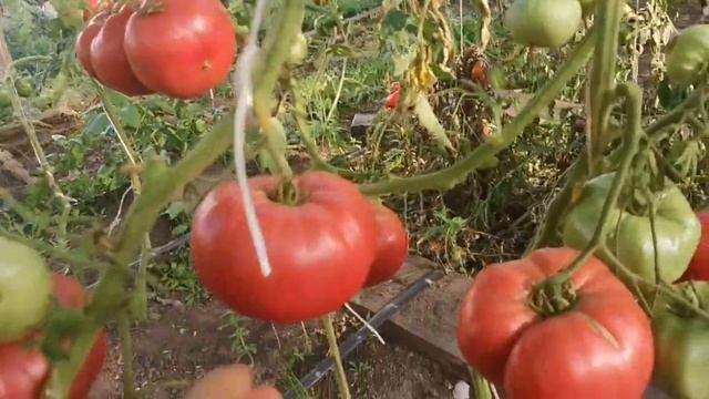 СУПЕР Сорт ПОМИДОРОВ - Казанский МЕСТНЫЙ во всей Красе! смотреть онлайн
