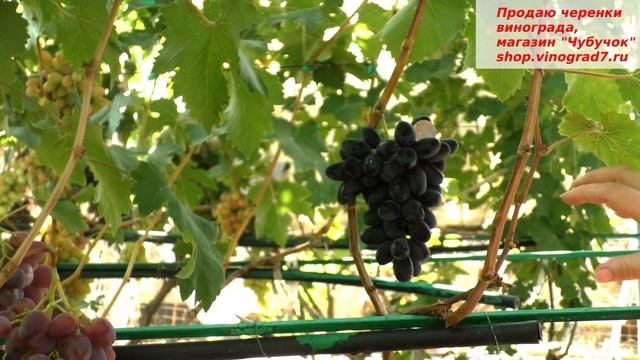Виноград ВЕРНИСАЖ, новинка которая заслуживает внимания. Крупные ягоды, вкусные. смотреть онлайн