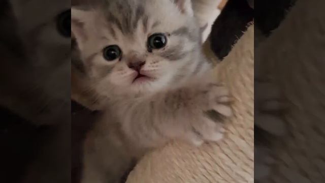 Очень красивый шотландский котёнок ! Ласковая порода котят ! ??? смотреть онлайн