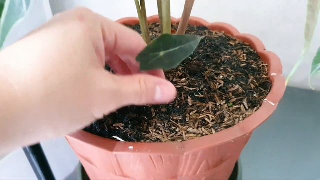 Tips Merawat Tanaman Hias Alocasia // Plantcare and tips смотреть онлайн
