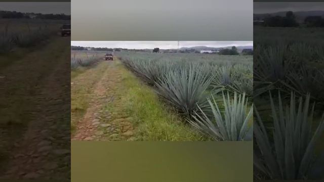 Conoces el Agave 👈🏻 Te gusta el Tequila? Te gustaría saber mas sobre el Tequila? смотреть онлайн