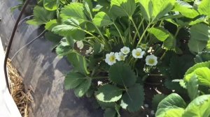 Защита клубники от весенних заморозков .