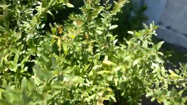 Гранат, цветение в саду в открытом грунте 02.07.2019 смотреть онлайн