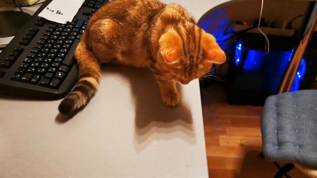 Кот пробует клубнику. Реакция кота на клубнику. Кот ест клубнику. Красивый котенок. Британский кот смотреть онлайн