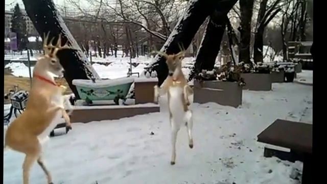 Новый год прикол 2013 танцы смотреть онлайн