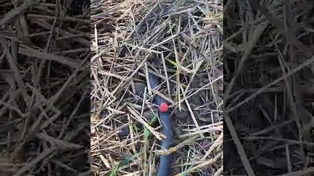 Капельный полив ПНД трубой