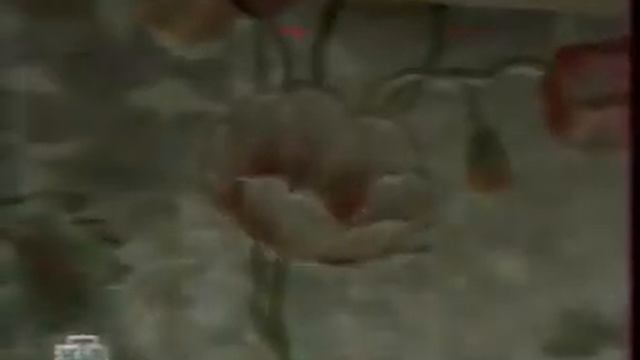 Программа Впрок - выбираем светильники, выбираем разные обои, про электрические теплые полы