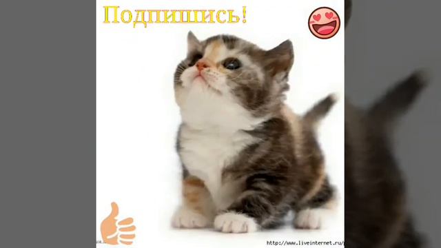 Что я люблю? ~_~ конечно же котиков! ;) смотреть онлайн