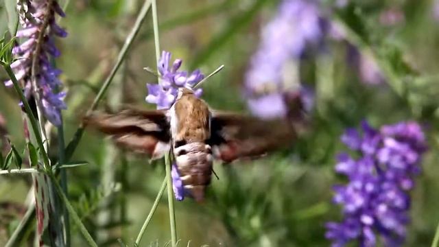 Бражник подмаренниковый. Hyles gallii. Насекомые Беларуси. смотреть онлайн