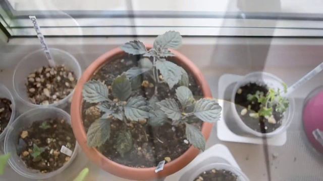 Апрельская прогулка по подоконникам и стеллажам)) обзор растений в апреле 2021 смотреть онлайн