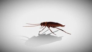К чему снятся тараканы, тараканы во сне, толкование снов по сонникам