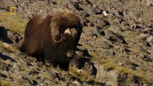 Белые медведи. смотреть онлайн