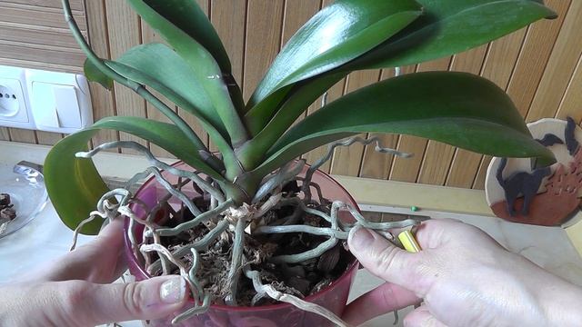 подуры Жучки в коре с орхидеей смотреть онлайн