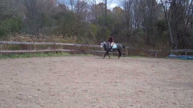 Java 6yr old Tb mare Copy смотреть онлайн