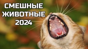 Смешные животные 2024 - попробуй не засмеяться! (№21) котики, собаки